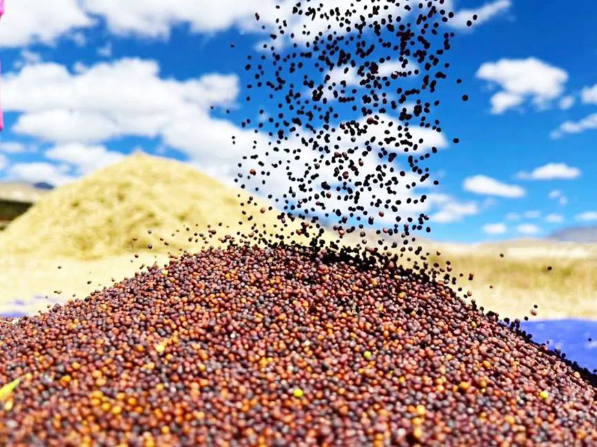 西藏吉?。簬愠两襟w驗秋收打場【13】