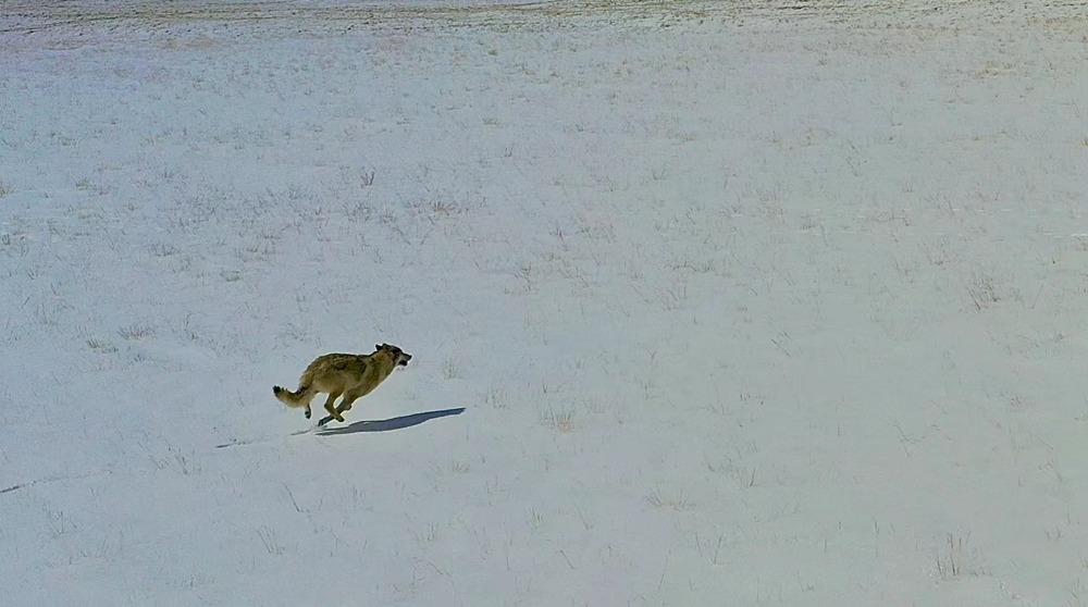 雪地里疾馳的阿里“狼”。