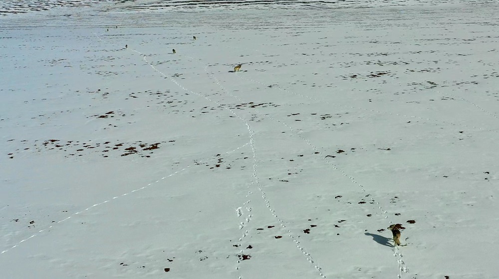 天地一色，狼群在雪地里不斷地向前奔跑。