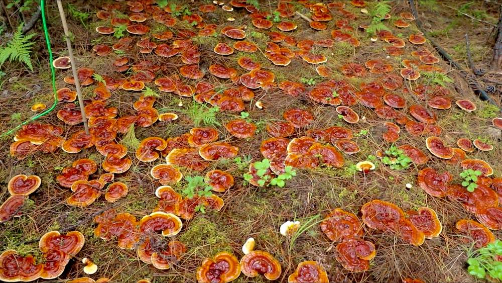 靈芝長勢(shì)喜人。