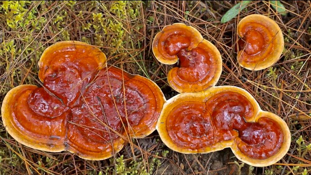 破土而出的靈芝宛如一把把撐開的“小雨傘”。