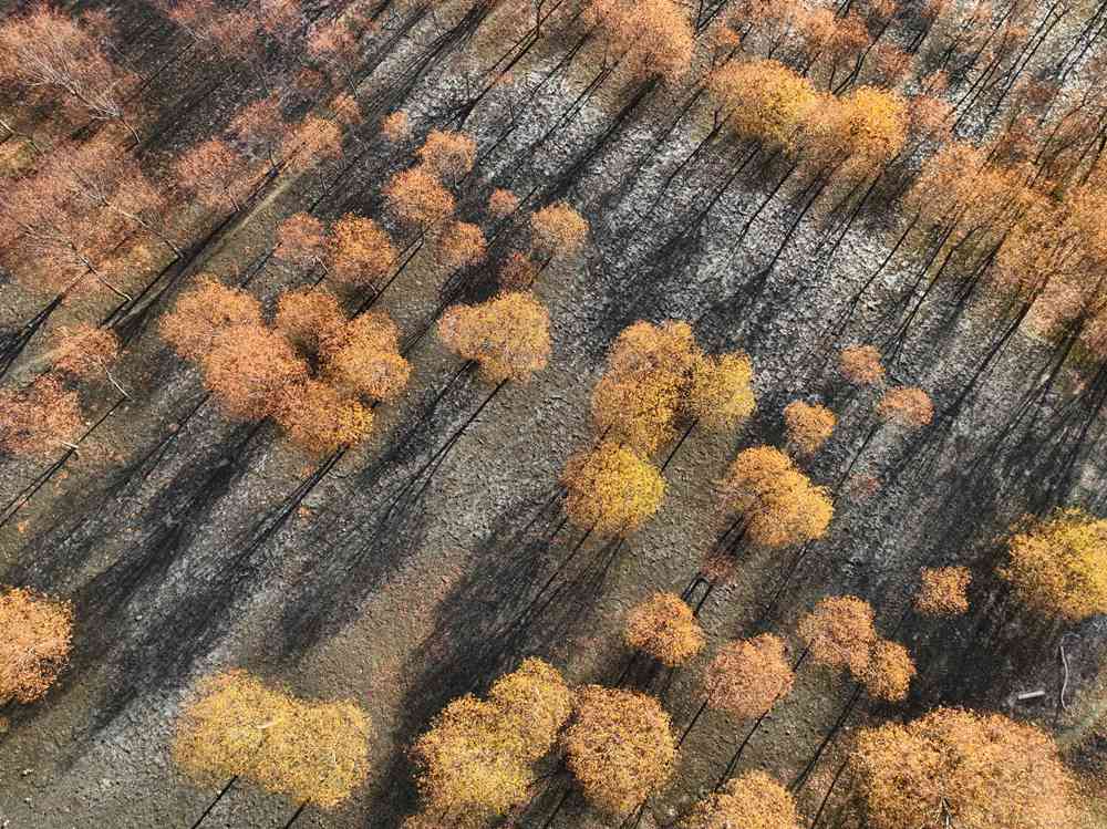 入冬時(shí)節(jié)，雅魯藏布江畔的樹林一片金黃。