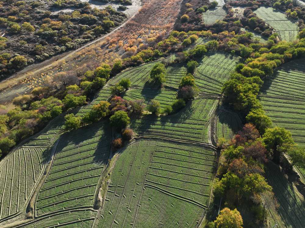 雅魯藏布江畔的高原梯田。
