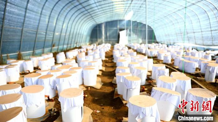 圖為靈芝套袋。　鄧巴 攝