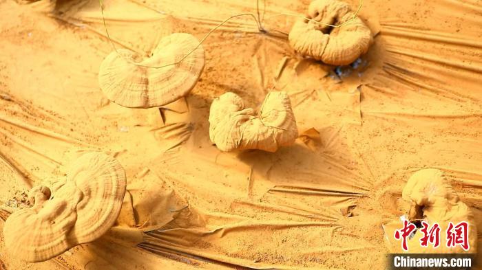 圖為靈芝基地內(nèi)孢子粉布滿塑料膜?！〉录?攝