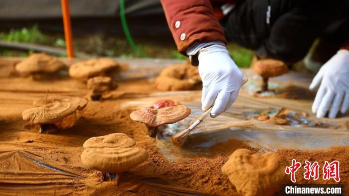 圖為農(nóng)民采收靈芝孢子粉?！〉录?攝