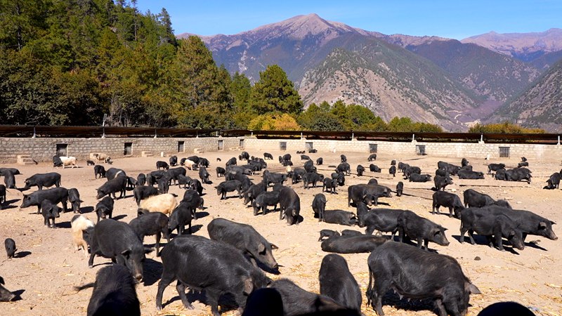 養(yǎng)殖基地里的藏香豬。