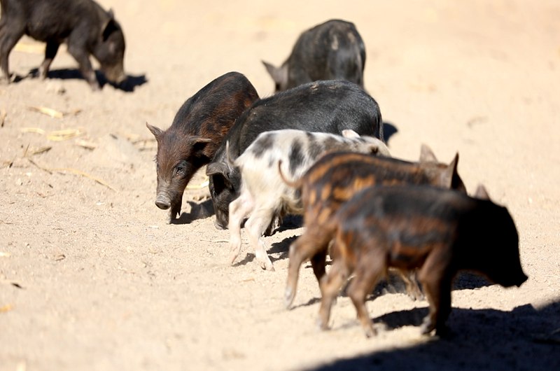 藏香豬在覓食。