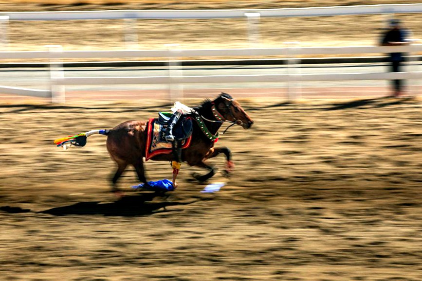 藏歷新年，精彩的馬術(shù)表演。張靜攝