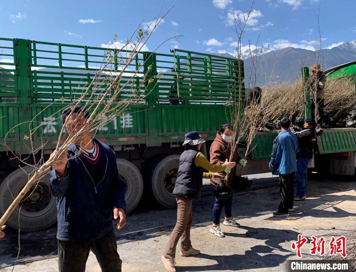 民眾搬運(yùn)苗木?！〔际忻⒖悼h委宣傳部供圖