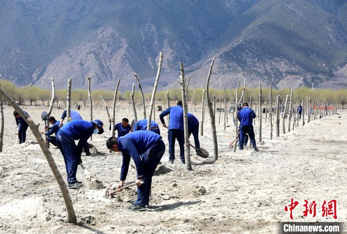 林芝市巴宜區(qū)森林消防中隊(duì)志愿服務(wù)隊(duì)熱火朝天的植樹現(xiàn)場?！∥骼@拉翁 攝
