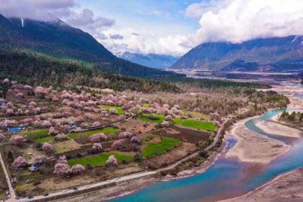 人間桃花源！林芝桃花有多絕？