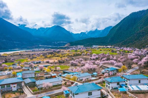 人間桃花源！林芝桃花有多絕？