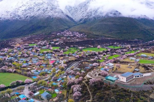 人間桃花源！林芝桃花有多絕？