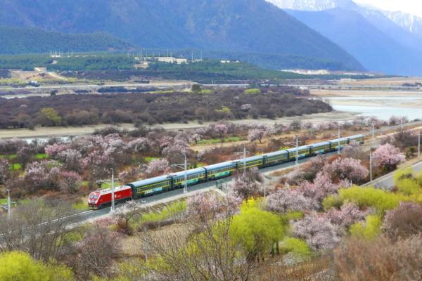 人間桃花源！林芝桃花有多絕？