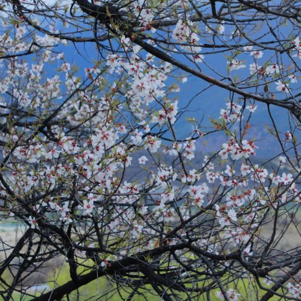 人間桃花源！林芝桃花有多絕？