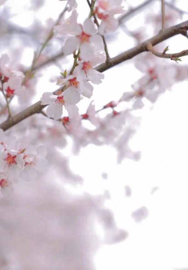 人間桃花源！林芝桃花有多絕？