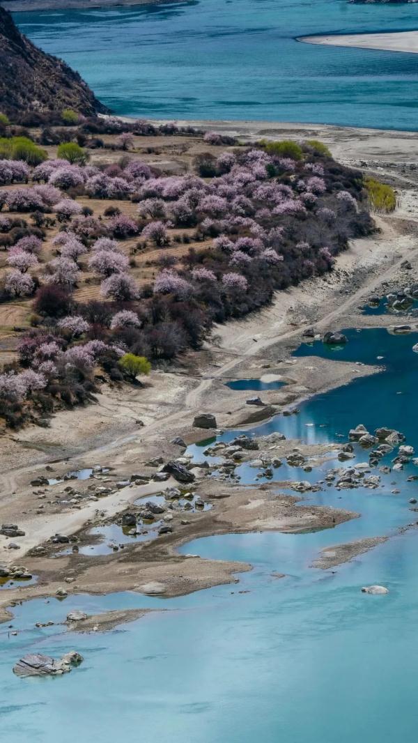 人間桃花源！林芝桃花有多絕？
