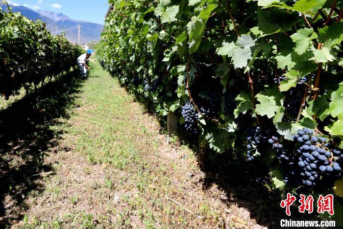 昌都芒康縣依托“兩江流域”干熱河谷地帶地理優(yōu)勢將康巴蜜橘、蘋果、甜石榴、葡萄、蜜桃等經(jīng)濟(jì)林木種植?！〔际忻⒖悼h委宣傳部供圖