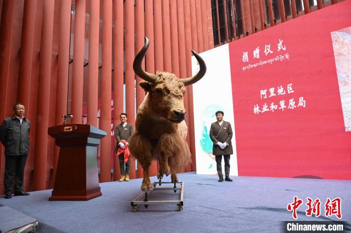 圖為阿里地區(qū)林草局捐贈的金絲野牦牛標(biāo)本?！≮w朗 攝