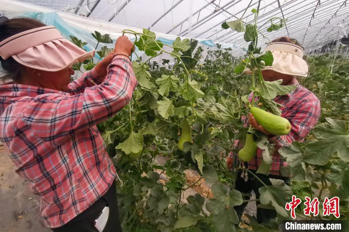 工作人員打理高原溫室大棚。　劉建軍 攝