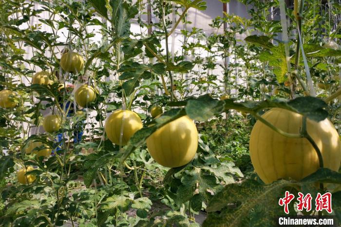 圖為康馬縣大棚內(nèi)的金太陽(yáng)西瓜?！⒔ㄜ?攝