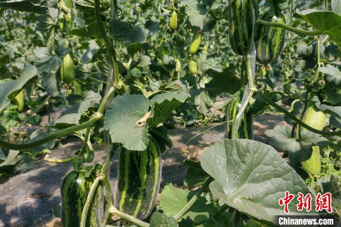 圖為西藏康馬縣大棚內(nèi)的博洋九號(hào)甜瓜。　劉建軍 攝