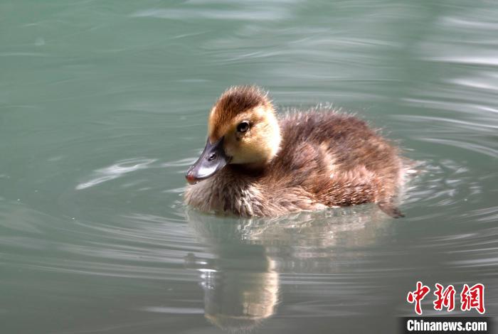圖為6月22日，棲息在拉魯濕地的白眼潛鴨?！±盍?攝