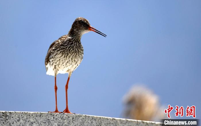 圖為6月22日，棲息在拉魯濕地的紅腳鷸?！±盍?攝