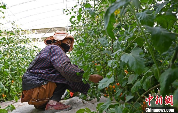 圖為巴珍在地里勞作?！≮w朗 攝