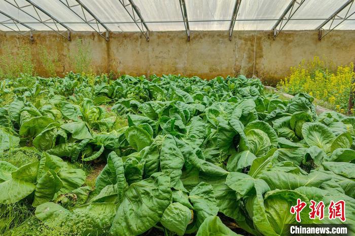 公珠湖執(zhí)勤點(diǎn)的大棚蔬菜，種菜是該執(zhí)勤點(diǎn)輪換民警們的日常?！↓埿▲P 攝