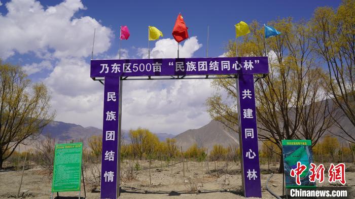 圖為“民族團(tuán)結(jié)同心林”項(xiàng)目?！∧藮|融媒供圖
