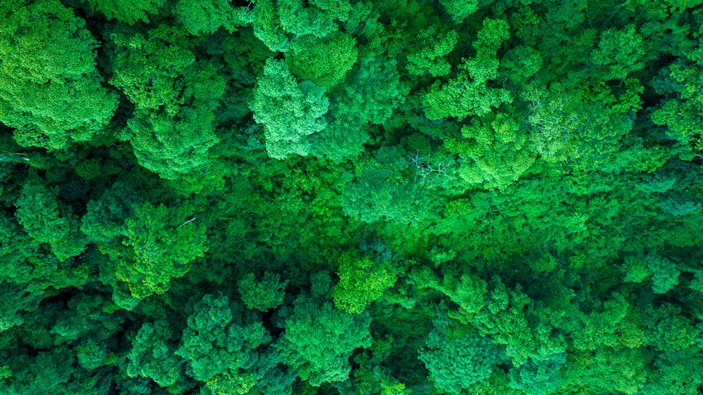 森林覆蓋率達(dá)到50%以上，滿目皆綠。益西曲批攝