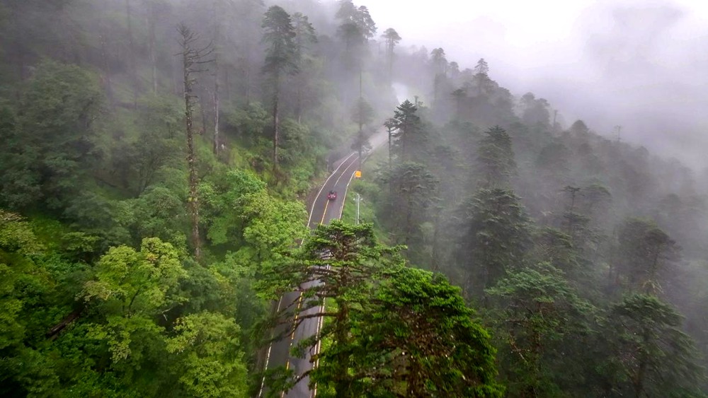 穿行于綠色間。張澤坤攝