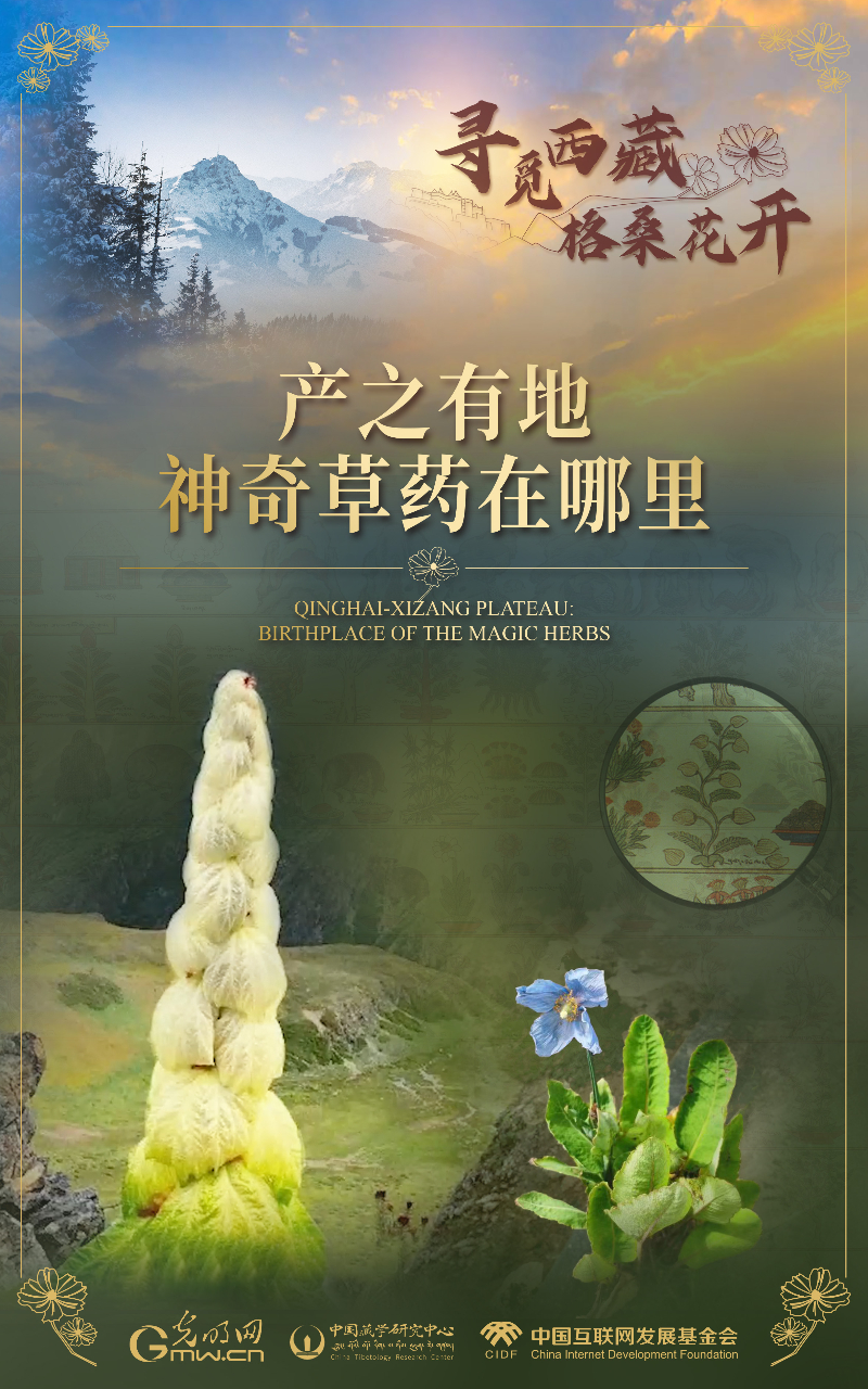 【尋覓西藏·格?；ㄩ_】產(chǎn)之有地：神奇草藥在哪里