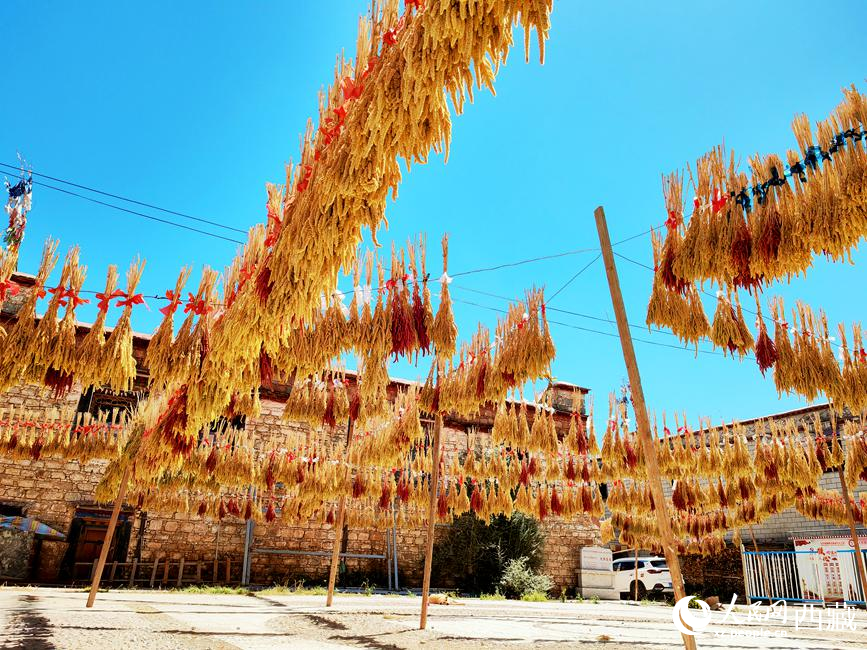 村子廣場上曬滿了糧食。 人民網(wǎng) 李海霞攝