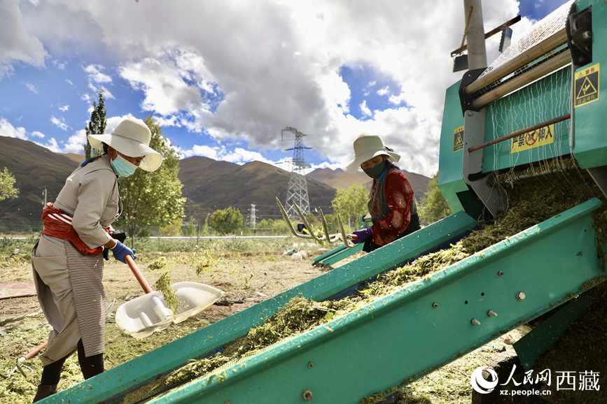 曲水茶巴拉村民正在包裝青飼玉米。人民網(wǎng)記者 次仁羅布攝