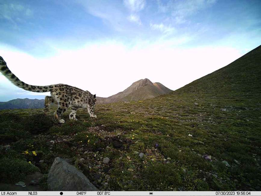 雪豹影像。山水自然保護(hù)中心供圖
