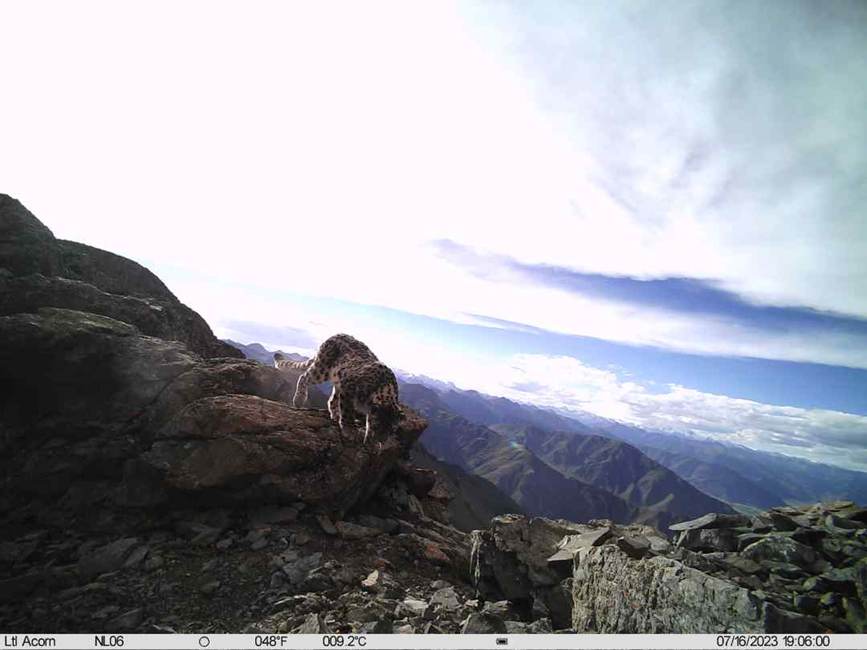 雪豹影像。山水自然保護(hù)中心供圖