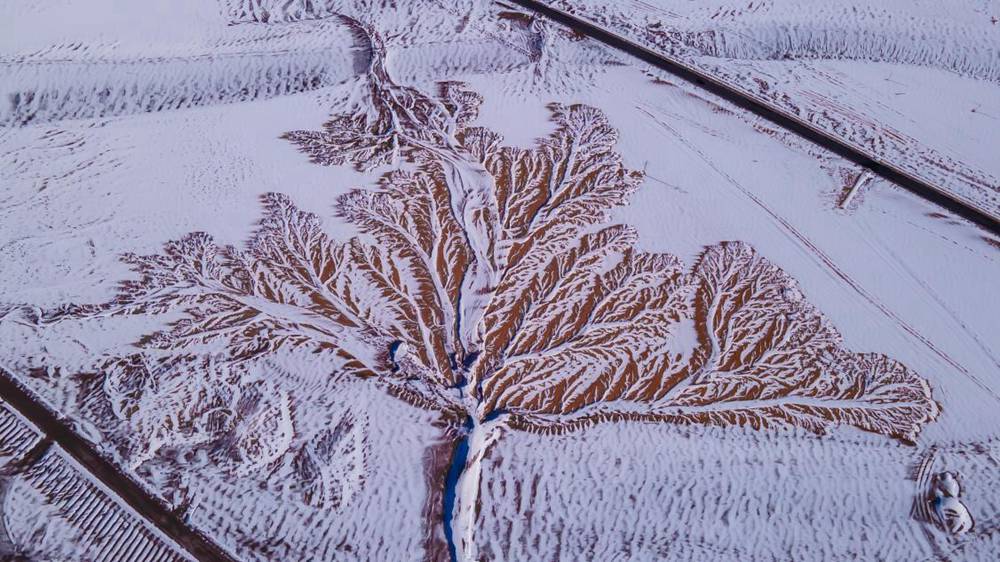 雪中“大樹”。邊巴多吉攝