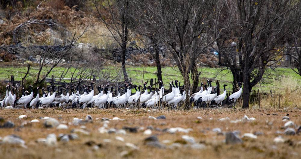黑頸鶴在濕地上閑庭信步。索多攝