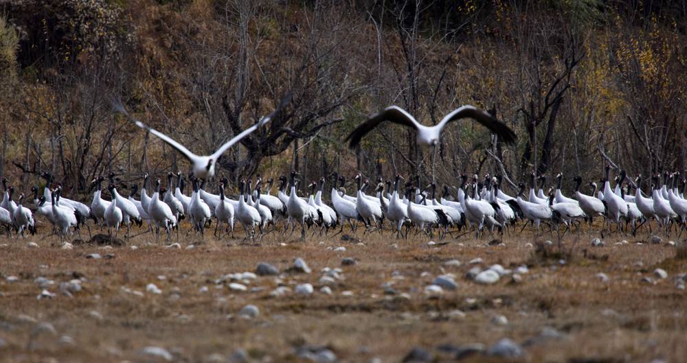 黑頸鶴蹁躚起舞美如畫。索多攝