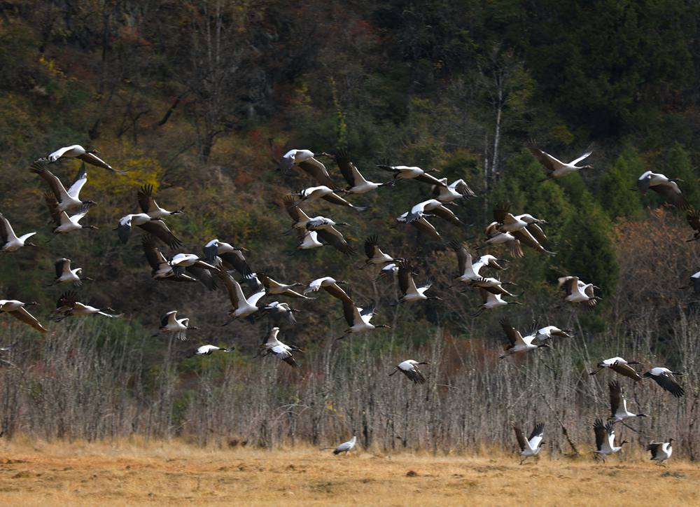 黑頸鶴蹁躚起舞美如畫。益西旦增攝