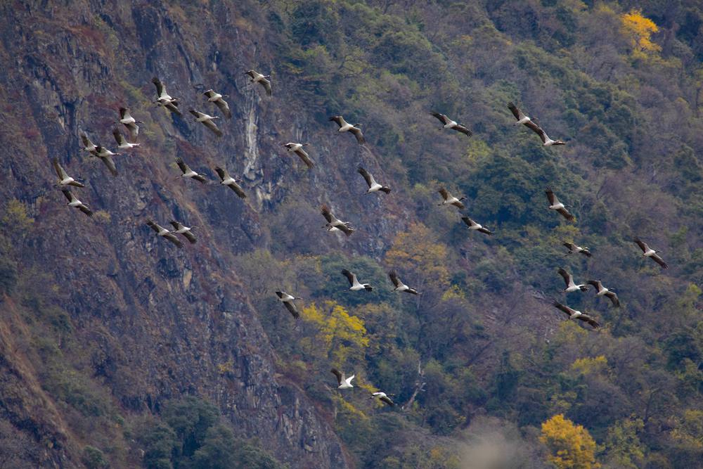 黑頸鶴蹁躚起舞美如畫。索多攝