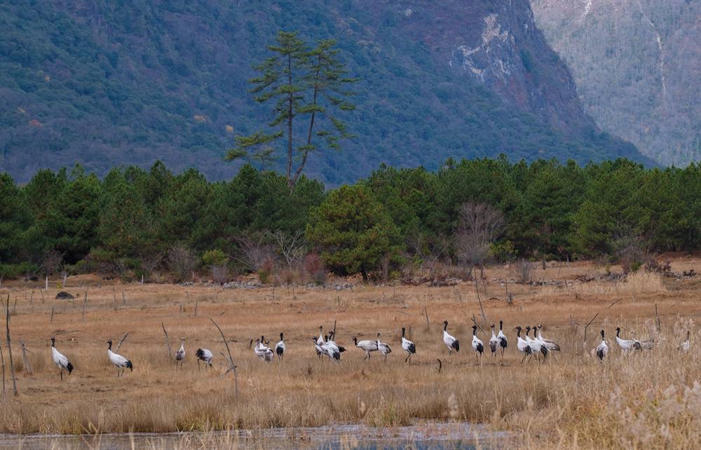 覓食中的黑頸鶴。扎頓攝