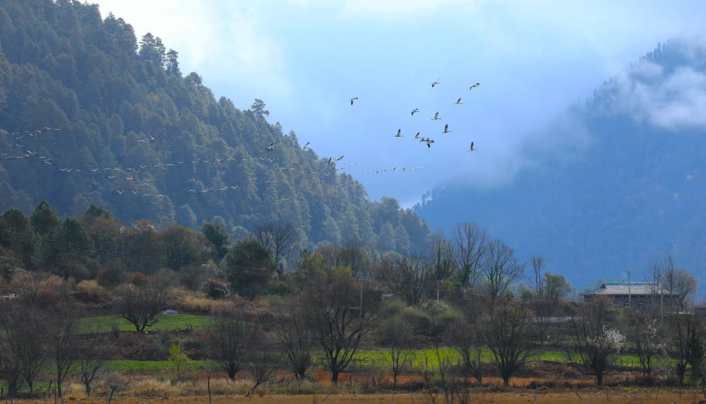 成群的黑頸鶴為冬日高原增添生機(jī)。益西旦增攝