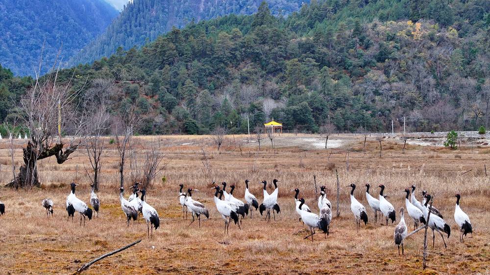 在濕地上閑庭信步的黑頸鶴。張寧攝