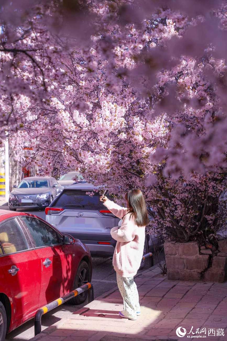 桃林下，拉薩市民游客樂享春光。人民網(wǎng)記者 次仁羅布攝