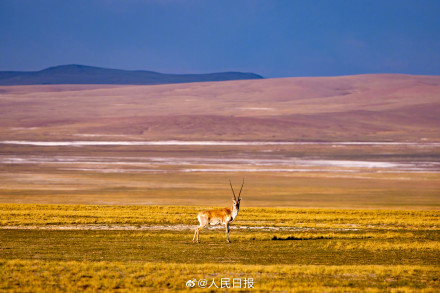 可愛壁紙上新！藏羚羊就是高原上的精靈吧