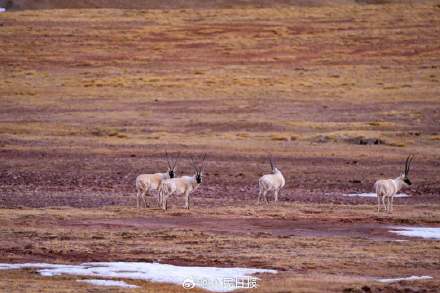 可愛壁紙上新！藏羚羊就是高原上的精靈吧